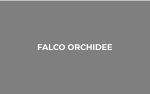 FALCO ORCHIDEE